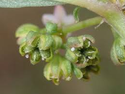 Image result for Gisekiaceae