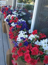 My Annual Red White And Purple Petunias Purple Petunias Petunias Yard Work