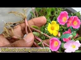 Remove the lower leaves and plant them in the greenhouse to guarantee root establishment. Pin On All Things Garden