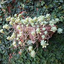 Le piante pendenti da interno sono molto decorative. Piante Grasse Pendenti Per Balconi E Fioriere Notizie In Vetrina