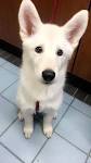 gunther white german shepherds