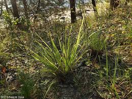 Image result for Eragrostis hispida