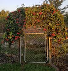 Image result for Bignonia capreolata