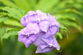 Image result for Brunfelsia australis