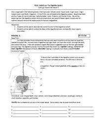 This Is A Group Activity That I Use As A Pogil Activity In My Anatomy Classroom I Love To Begin Digestion Activities Anatomy Classroom High School Activities