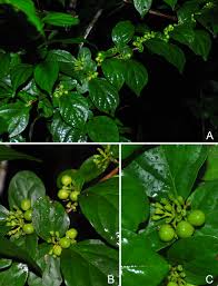 Image result for Premna hans-joachimii