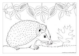 Vorlage igel zum malen oder basteln igel vorlage malvorlagen. Wie Einen Igel Zeichnen Lernen Ausserdem Gibt S Kostenlose Ausmalbilder