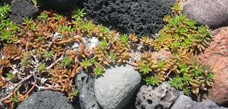 Image result for Portulaca kermesina