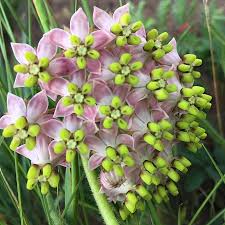Image result for Asclepias albens
