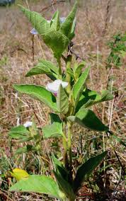 Image result for Astripomoea hyoscyamoides