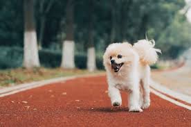 Metastatic testicular cancer, however, has a poorer prognosis. Undescended Testicles Is A Problem You May Not Know Your Dog Has
