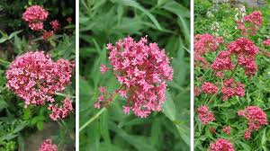Image result for Centranthus