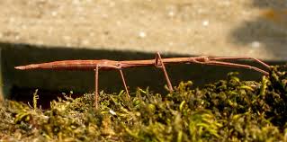 Phasme - LPO (Ligue pour la Protection des Oiseaux) - LPO (Ligue pour la  Protection des Oiseaux) - Agir pour la biodiversité