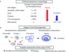 The time period from the first instance of climacteric symptoms caused by fluctuating hormonal levels to one year after menopause. Genes Involved In Human Premature Ovarian Failure In Journal Of Molecular Endocrinology Volume 45 Issue 5 2010