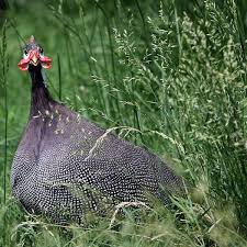 Because of this, guineas have almost no health issues to speak of. Guinea Fowl Are Useful And Exotic Pets Pethelpful