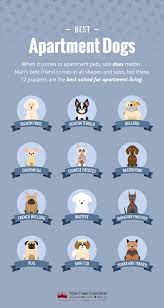 The 12 Best Dogs Breeds For Apartments Infographic Triple Crown Corp