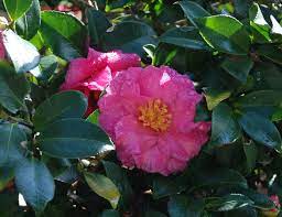 Camellia Automatic Gardening Real Gluten Free Food Free Food Gluten Free Recipes Camellia