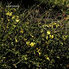 Le migliori offerte per bianco zaffiro fiore grappolo pendente leve posteriori col giallo dà il verde; Arbusti E Piccoli Alberi Gruppi Di Cammino Di Bollate
