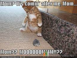 Funny Cat Playing With Rat Funny Animal Pictures Funny Animals Kittens Funny