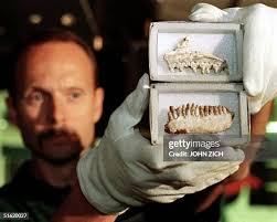 90 Dinosaur Bone In Field Stock Photos, High-Res Pictures, and Images