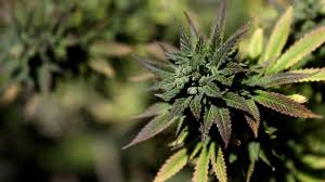 In most states, you'll register for your medical marijuana id card at the office of the department of public health in your county, and you'll need to register and fill out the paperwork in person. Nc Medical Marijuana Legalization Gets Hearing In Senate Wlos