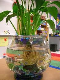 Pet And Plant All In One Fish Plants Plants Indoor Water Garden