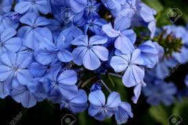 Free for commercial use no attribution required high quality images. Blue Plumbago Cape Plumbago Plumbago Auriculata Cape Leadwort Stock Photo Picture And Royalty Free Image Image 88474629