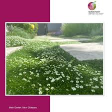Maybe you would like to learn more about one of these? Schleitzer Baut Garten Creativ Innovativ Gmbh Gartner Von Eden Accueil Facebook