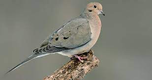 Mourning Dove Life History All About Birds Cornell Lab Of Ornithology