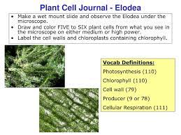 Viimeisimmät twiitit käyttäjältä plant cell & environment (@plantcellenvir). Ppt Plant Cell Journal Elodea Powerpoint Presentation Free Download Id 1159196