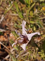 Image result for Mellera nyassana