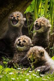That Was An Awesome Joke Animals Cute Animals Happy Animals