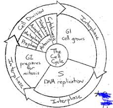 Cell Cycle Coloring Worksheet Answer Key Cell Cycle