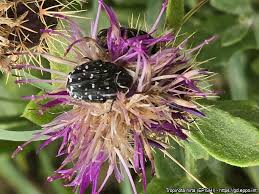 Image result for Tropinota hirta