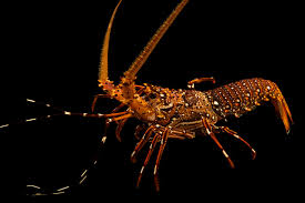 Image result for Ozoroa longipes