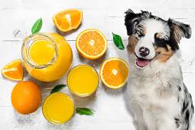 It's the same with diabetic dogs. Candogseatit Com Just Another Wordpress Site