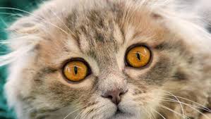 Annelerinden Erken Ayrilan Kediler Strese Giriyor Scottish Fold Kedi