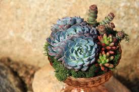 Image result for Humularia minima