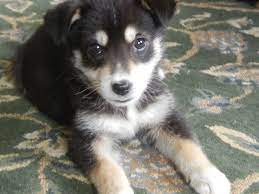The average price of an australian shepherd husky mix puppy is between $600 and $1,000. Pin On Yum