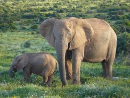 A comprehensive and complete a to z list of africa animals together with information and photos about each of the wild animals of africa. African Animals List A Z List Of African Animals Beginning With Letters A To Z Discover The Animals Of Africa Aswee