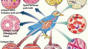 This is the newest place to search, delivering top results from across the web. 5 Jenis Jaringan Hewan Dan Penjelasannya Materiipa Com