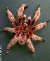 Black And White Jumping Spider Texas Red Rantula Cool Insects Arachnids Spiders Bugs And Insects