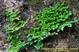 Image result for Selaginella afrorum
