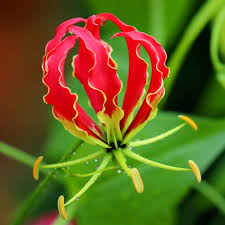 Image result for Gloriosa superba