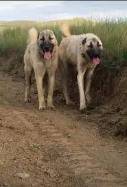 The breed is named for the kangal district of sivas province in central turkey where it probably originated. Alabai Kangal Dog Home Facebook