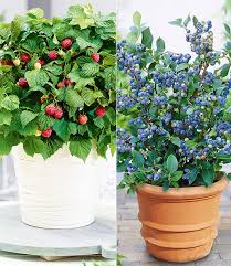 Heidelbeeren lassen sich sowohl frisch verzehren als auch in der küche verwerten. Topf Heidelbeere Topf Himbeere Weiteres Beerenobst Bei Baldur Garten