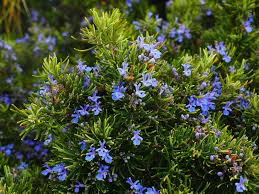 Image result for rosemary bonsai