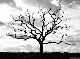 Black And White Tree Pictures Pin By Sharon Wood On Cool Photos Black And White Tree Bare Tree Tree Art