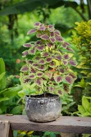 Image result for Coleus