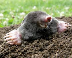 Weblink scheer uf animal diversity. Maulwurf Vertreiben Statt Bekampfen Mein Schoner Garten